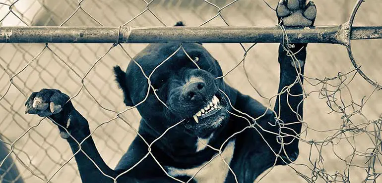 dangerous pit bull dog